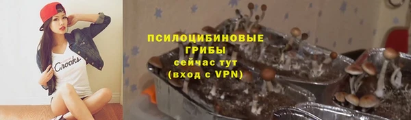 стаф Богданович